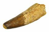Real Fossil Spinosaurus Tooth - Huge Dinosaur Tooth #351477-1